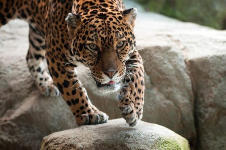 Stoneham, Massachusetts: Stone Zoo Entry Ticket - What to Expect at Stone Zoo: An In-Depth Look