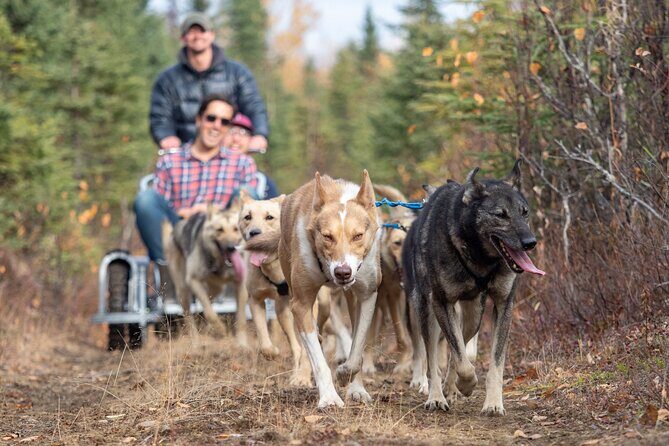 Summer Dog Sledding Adventure in Willow, Alaska - What to Expect on the Tour