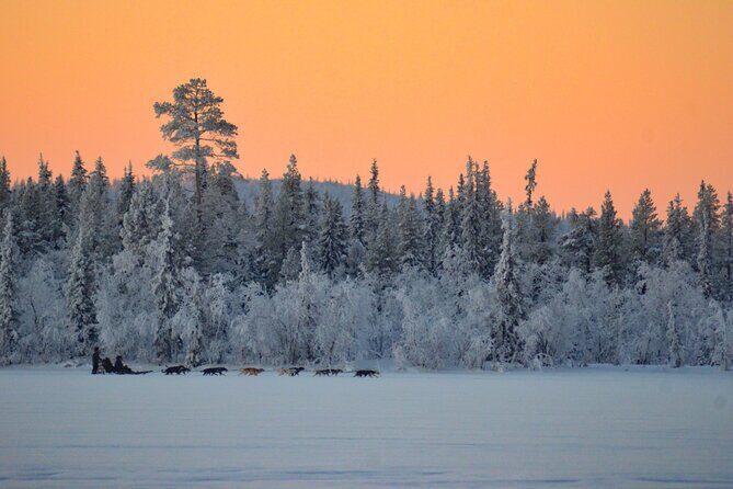 Sunrise Zen Husky Tour (10:00 to 13:00 - sitting on the sled) - The Sum Up