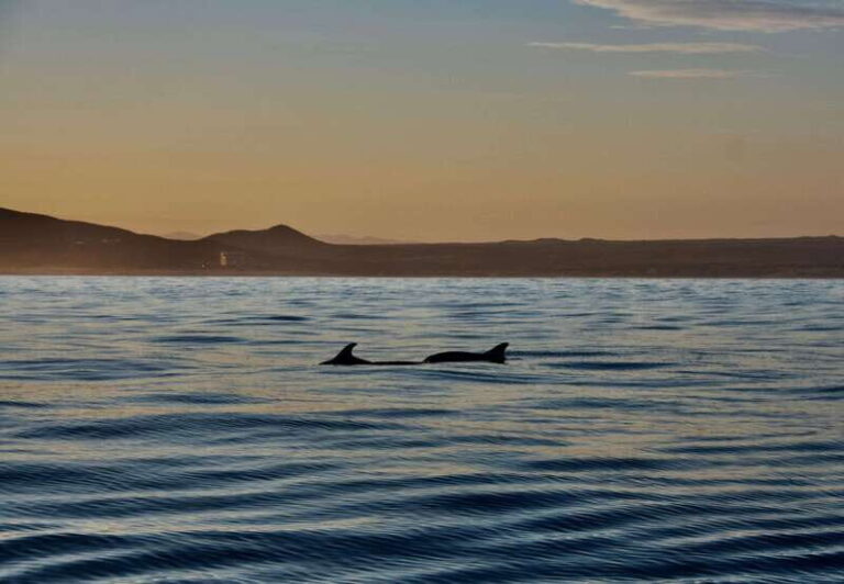 Sunset Cruise in San Jose del Cabo - Who This Cruise Is Perfect For