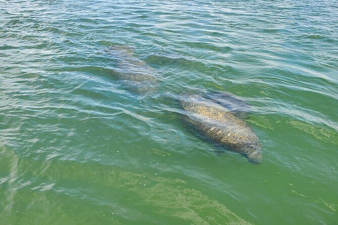 Sunset Dolphin Cruise with Sanibel Lighthouse Views - The Value of the Experience