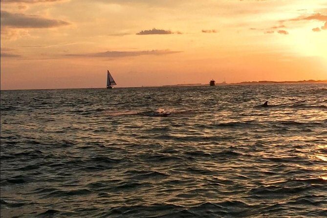 Sunset Dolphin Watching Cruise in Destin Harbor - The Experience from a Review Perspective