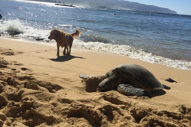 Surf Lessons on the North Shore of Oahu - Why Youll Love This Experience