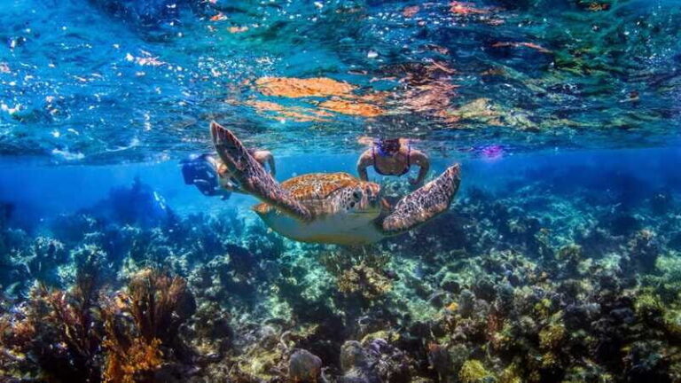 Swim in a Cenote, Snorkel with Turtles in Akumal and Beach Club + Food - Breaking Down the Itinerary: What You Can Expect