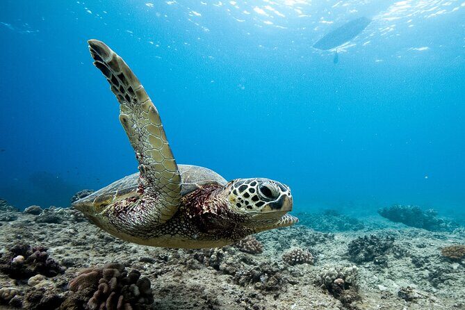 Swim With Dolphins & Turtles in West Oahu (Semi-Private Tours) - Who Will Love This Tour?