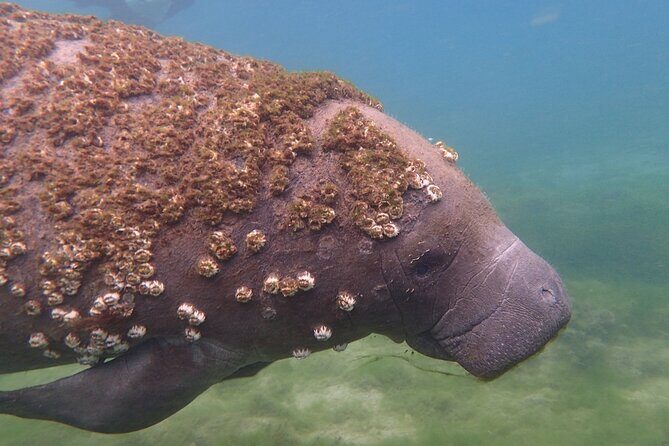 Swim with Manatees: Eco-Educational Tour in Crystal River - What to Expect on the Day