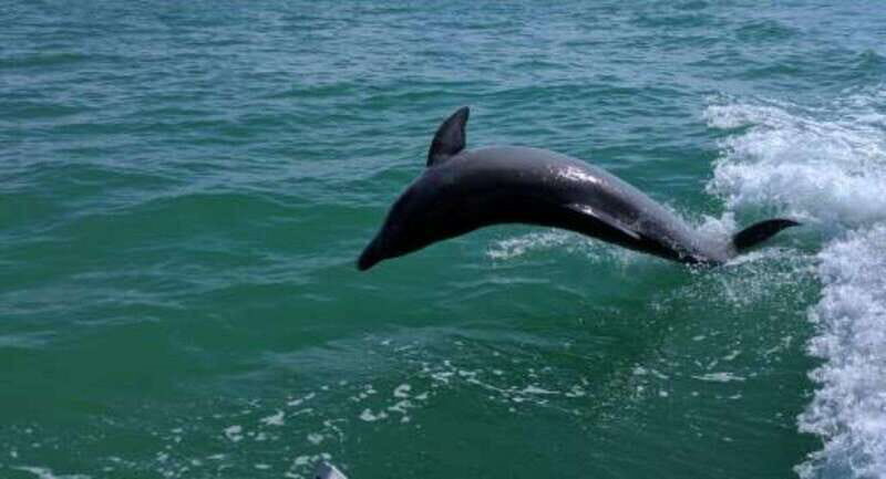 Tampa Bay: Dolphin Shelling Snorkeling Cruise - What to Expect on the Tour