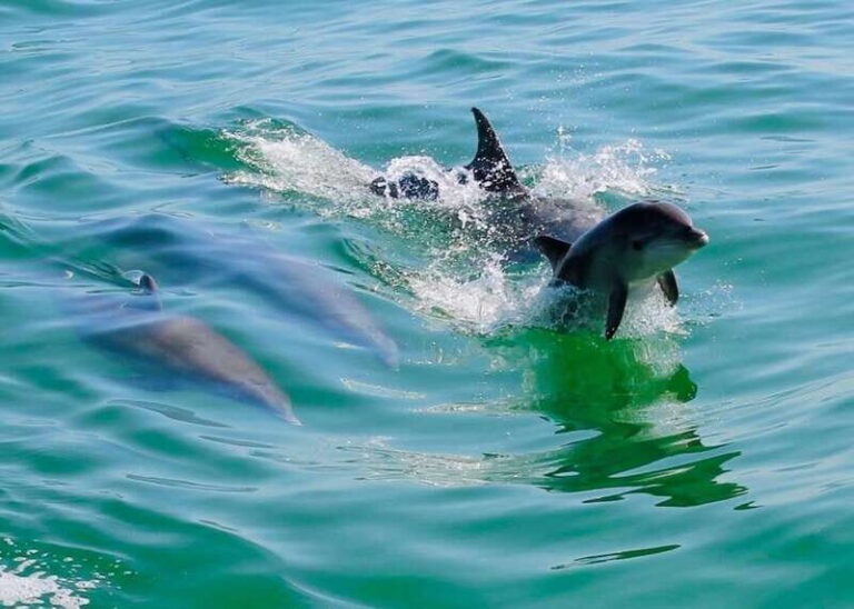 Tarpon Springs: Evening Dolphin Cruise - Authentic Insights from Real Travelers