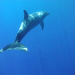 Tenerife: Kayak & Snorkel with Turtles & Dolphins w/Photos - The Kayaking Route & Coastal Highlights