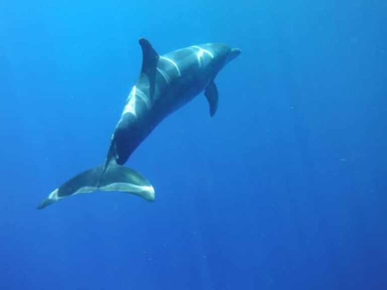 Tenerife: Kayak & Snorkel with Turtles & Dolphins w/Photos - The Kayaking Route & Coastal Highlights