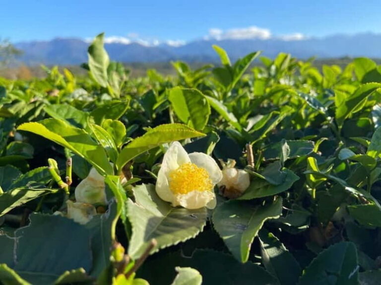 The Green Gold of Georgia - Final Thoughts: Who Will Love This Tour?