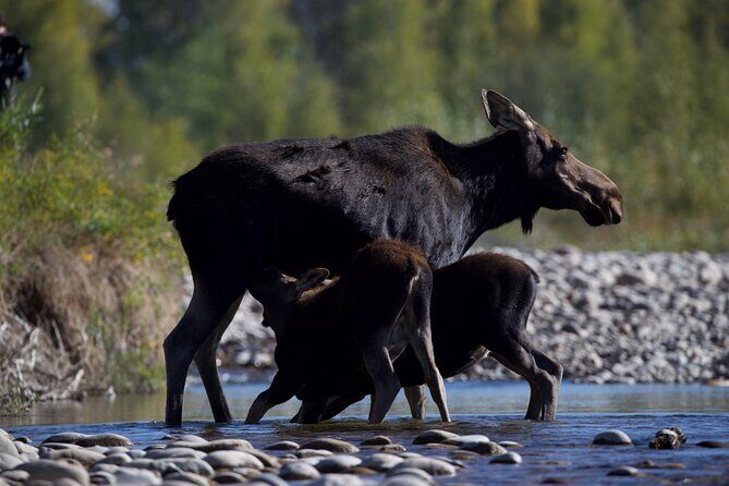 The Premier Wildlife Tours in Rocky Mountain National Park - Overview of the Tour Experience