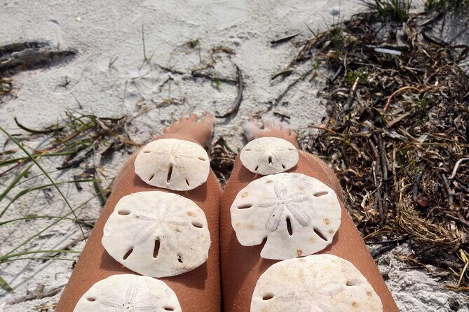 Three Hour Shelling Cruise to Shell Key Preserve from John's Pass - Detailed Breakdown of the Experience