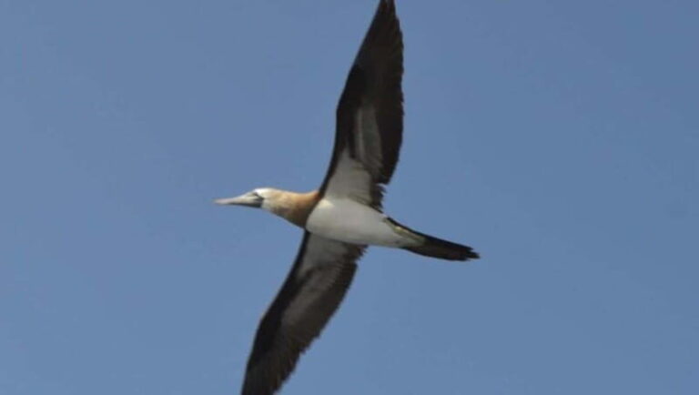 Title: Puerto Vallarta: Marietas Island Shamballa II - The Value of This Tour