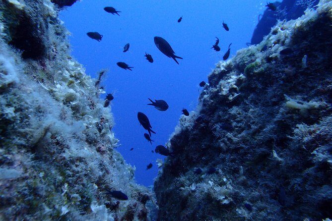 Try Scuba Diving in Lanzarote (No experience needed) - Dive Sites and Their Unique Charm