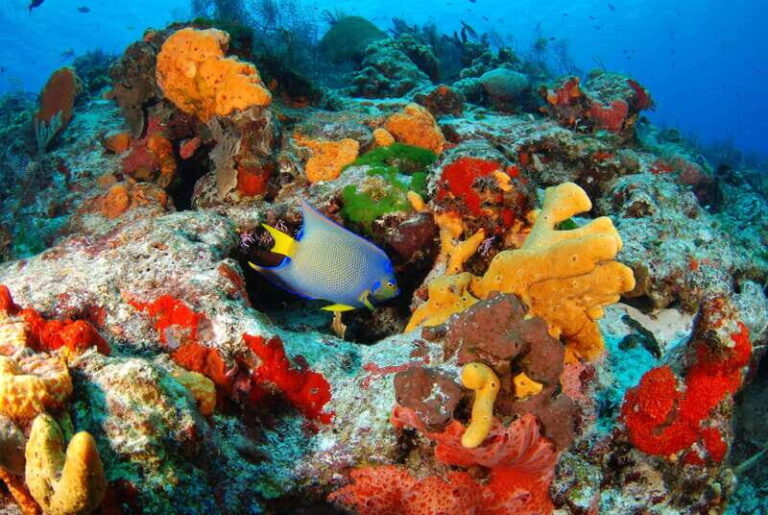 Tulum: 2 Cenotes and Yalku Inlet Snorkel! Buffet All Diets - Practical Details & What You Need To Know