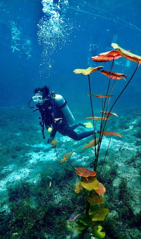 Tulum: 2 Tank Cenote Dive - Who Will Love This Experience?