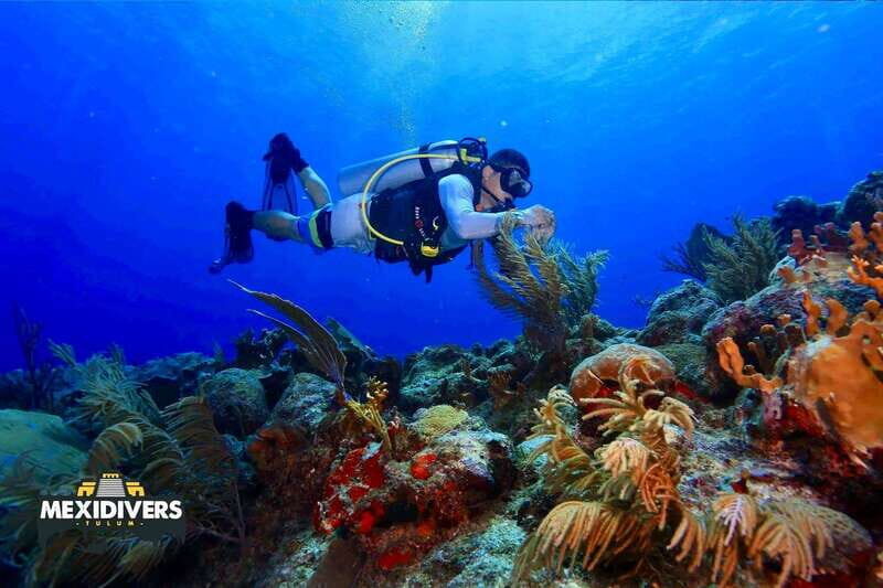 Tulum: 2 Tank Reef Diving - What Sets This Tour Apart