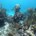 Tulum: 3 hour Snorkel & sailing experience - Practical Details and What to Know Before You Go