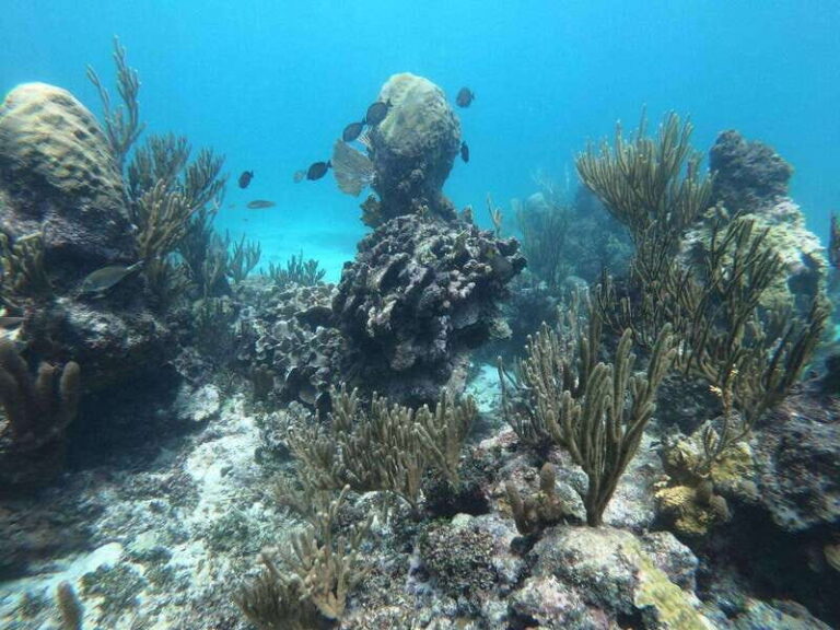 Tulum: 3 hour Snorkel & sailing experience - Practical Details and What to Know Before You Go