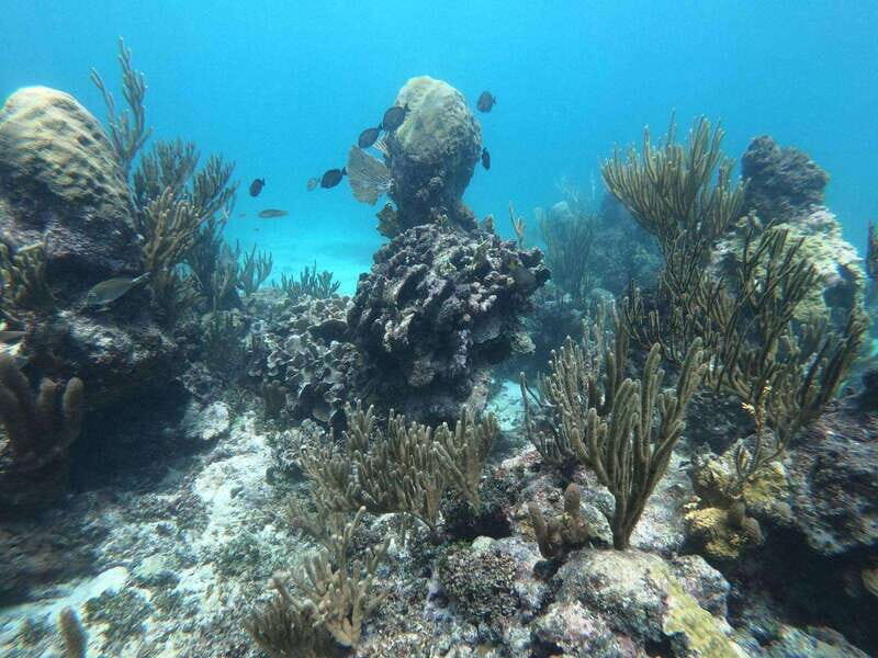 Tulum: 3 hour Snorkel & sailing experience - Practical Details and What to Know Before You Go