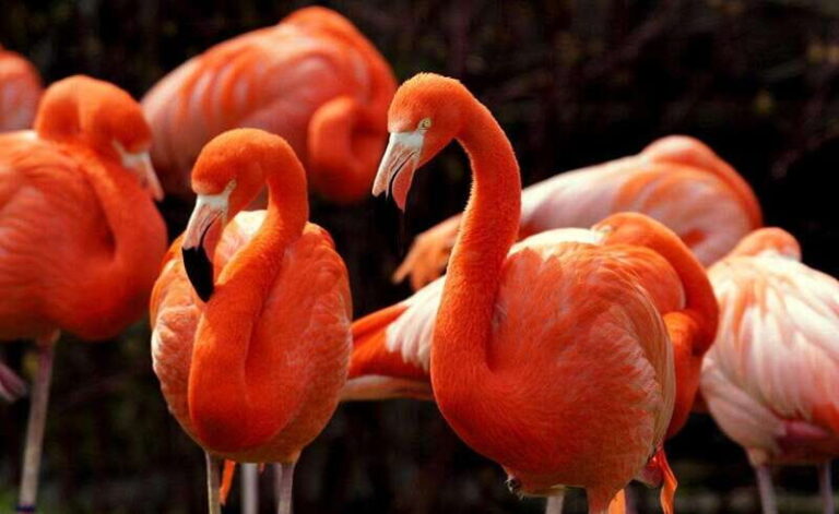 Tulum: Coloradas Pink Lake & Rio Lagartos Adventure - Who Will Love This Tour?