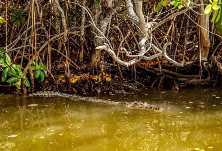 Tulum: Coloradas & Rio Lagartos Biosphere! Crocodile farm - Practical Tips for Making the Most of This Tour