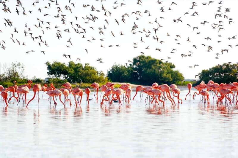 Tulum: Coloradas & Rio Lagartos Boat Ride! Crocododile Farm - Is This Tour Right for You?