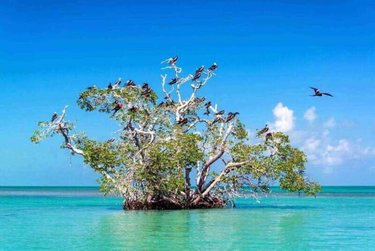 Tulum: Sian Ka'an Biosphere Guided Tour - Navigating the Mangroves: Wildlife and Ecosystem