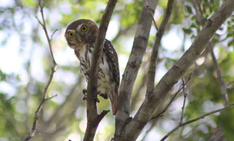 Tulum: Sian Ka'an Biosphere Reserve Guided Birdwatching Hike - The Itinerary Breakdown