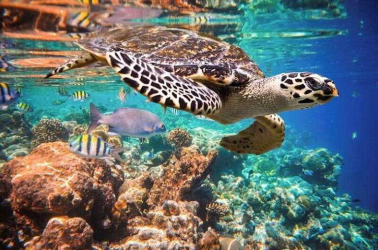 Tulum Snorkeling Tour - Casa Cenote + Ocean Reef & Lunch - What Makes This Tour Special