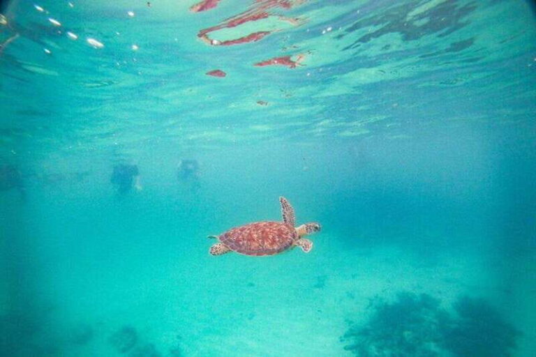 Tulum: Turtle Sighting at Akumal! Undergound Cenote - An In-Depth Look at the Tour Experience