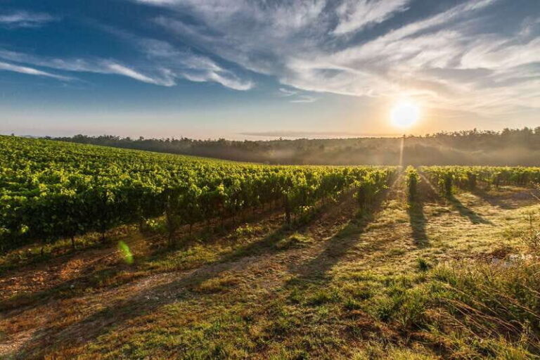 Valle de Guadalupe: Wine & Cheese Tour - Discovering Baja’s Wine and Cheese Scene