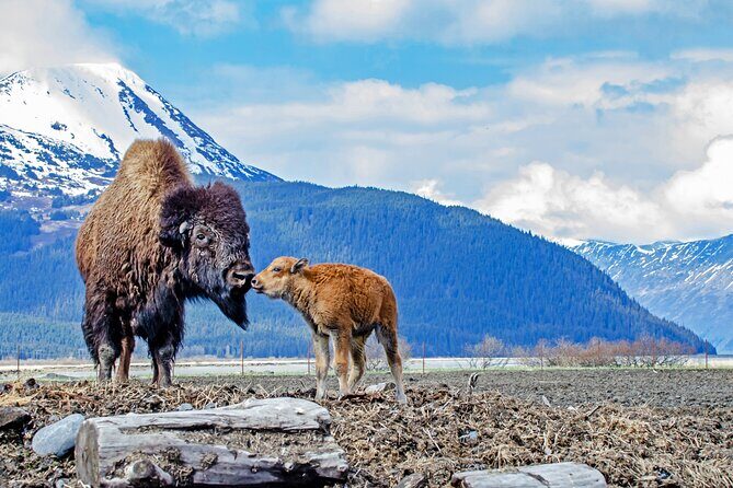 Valley of Glaciers Experience with Portage Glacier Cruise and Wildlife Tour - The Scenic Drive and Stops