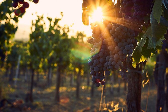 Verona area: Wine Tasting Experience in Valpolicella - The Value of This Experience