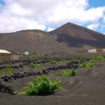 Vineyards of La Geria hiking tour - Wine Tasting and Local Flavors