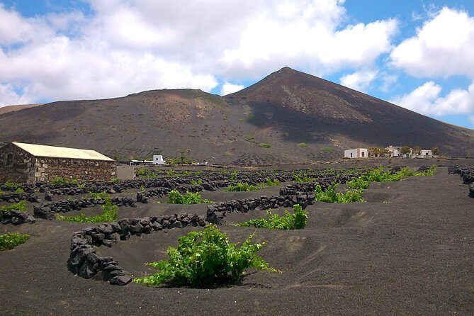 Vineyards of La Geria hiking tour - Wine Tasting and Local Flavors