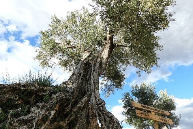 Visit to olive grove and olive mill with oil tasting and tasting - Who Will Love This Tour?