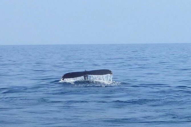 Wake Up With the Whales Cruise from Anaeho'omalu Bay - The Value for Money