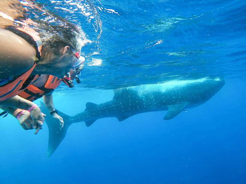 Whale Shark Adventure from Isla Mujeres - The Practical Details