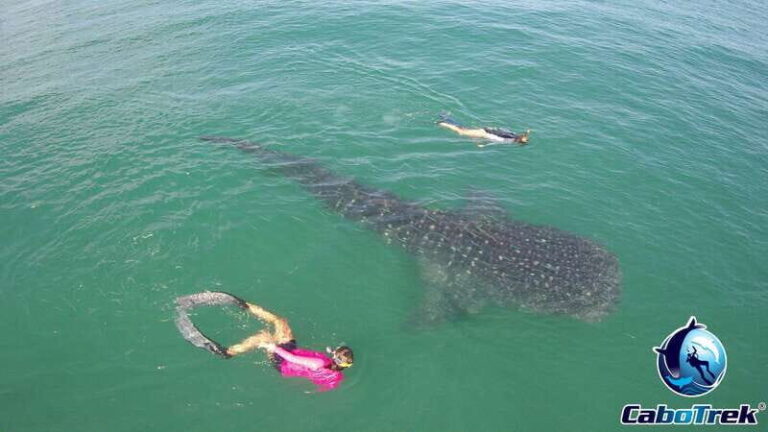 Whale Shark Experience - The Value of This Experience