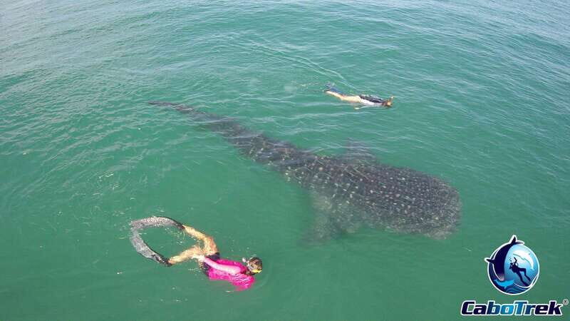 Whale Shark Experience - The Value of This Experience