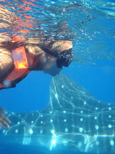 Whale Shark Safari Snorkeling Tour - FAQ