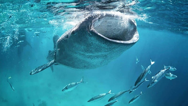 Whale Shark Swimming from Isla Mujeres and/or Cancun - Practical Considerations: Transportation, Timing, and Group Size