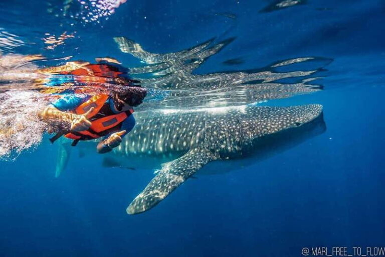 Whale Shark swimming ocean safari all included tour - Detailed Breakdown of the Itinerary