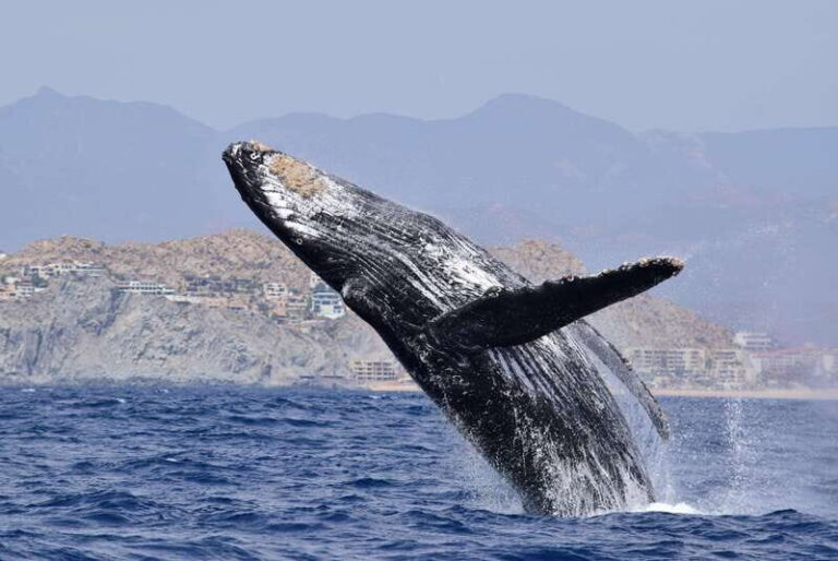Whale Watch Cabo: Group Whale Watching Tour - FREE photos - Value for Money and Practical Considerations