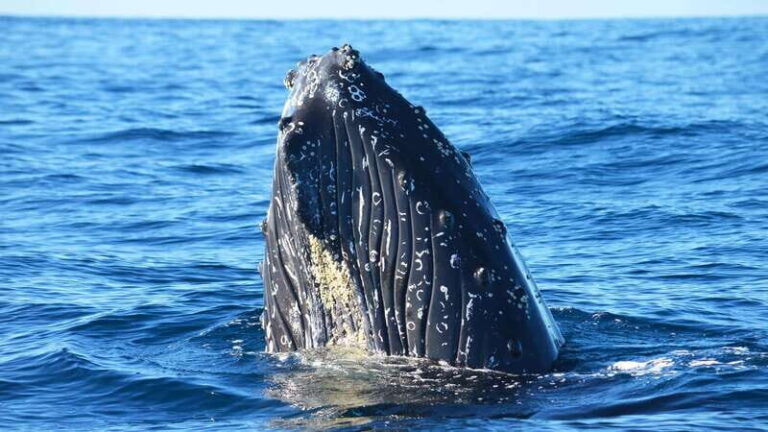 Whale Watch Cabo: Zodiac Whale Adventure - FREE Photos - FAQs