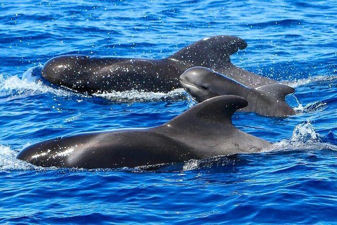 Whale Watching Catamaran in Costa Adeje (Including drinks & Sandwich) - What Travelers Can Expect