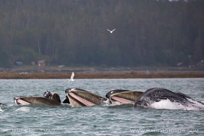 Whale-watching, Icy point, Hoonah , whales, Orca, killer-whales. - Practical Details
