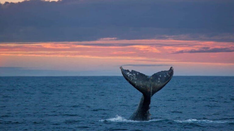 Whale Watching in La Paz  Gray Whale Encounter - What to Expect on This Tour